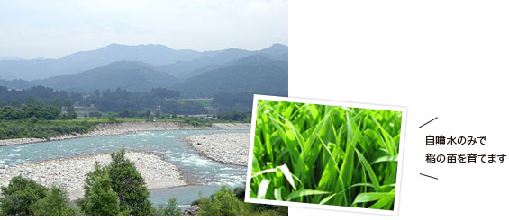 濱田ファームのお米は自噴水のみで 稲の苗を育てます