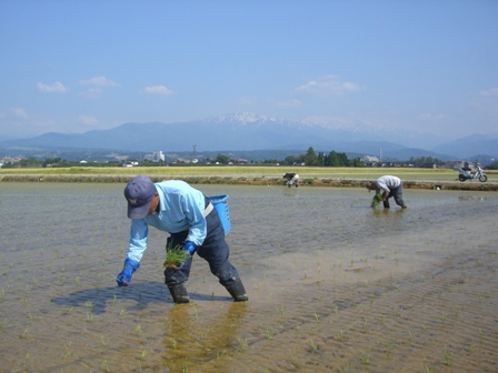 田植え