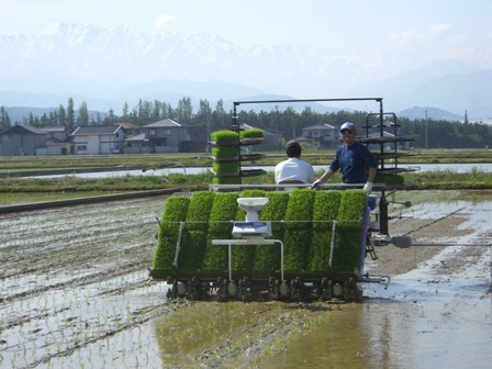 田植え