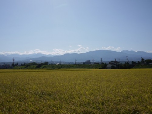 稲刈り前の田んぼ