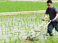 田んぼの除草作業