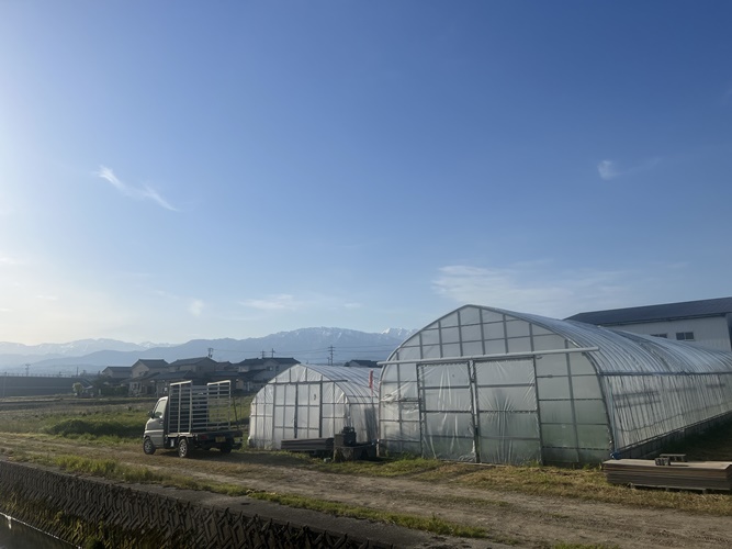 田植え